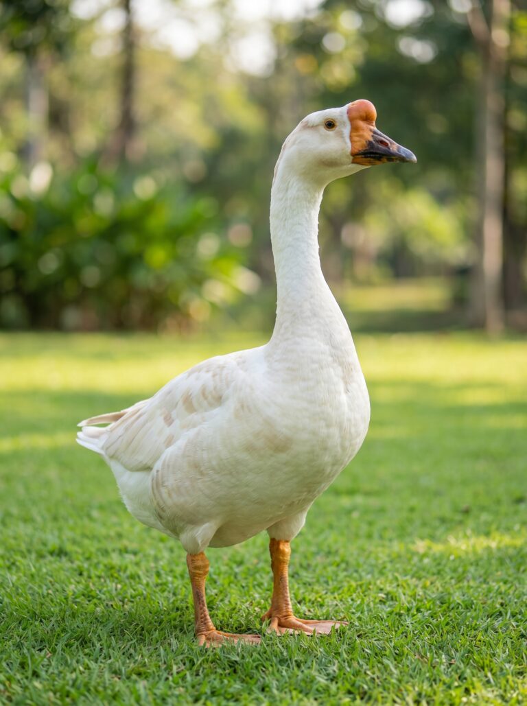 Chinese_Goose_on_Lawn_2K_202607280107