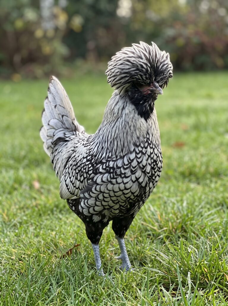Polish_chicken_on_lawn_2K_202607280118